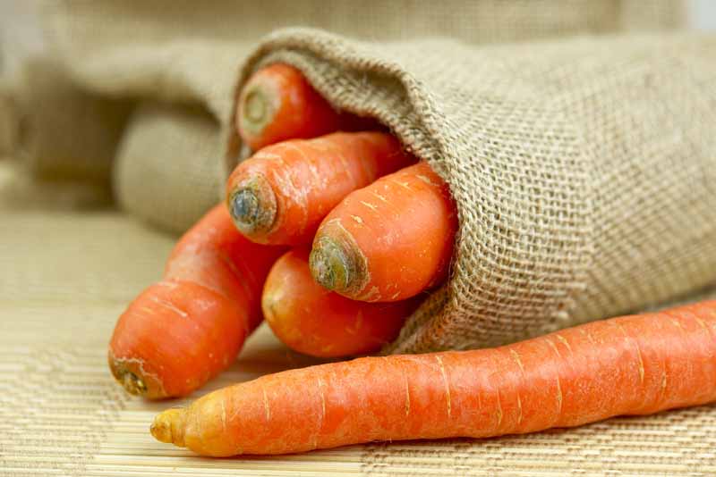 Is Carrot A Fruit or Vegetable ? Let’s Know the Real Fact