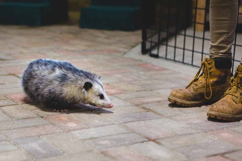 Do Possums Kill Cats? All you need to know