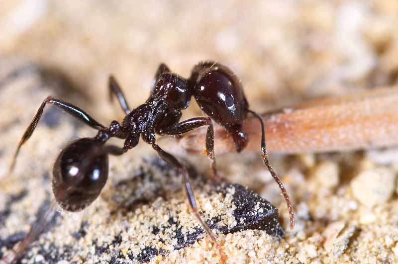 Does Salt Attracts or Repel Bugs? | What Bugs Are Attracted Towards Salt