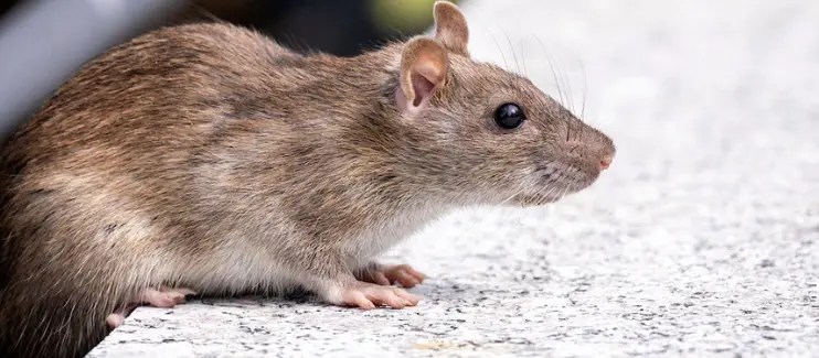 The Science Behind Ultrasonic Rodent Repellents.. - Conceptmart as per