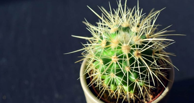 Â¿QuÃ© es AutÃ³trofo? Concepto, DefiniciÃ³n y CaracterÃ­sticas