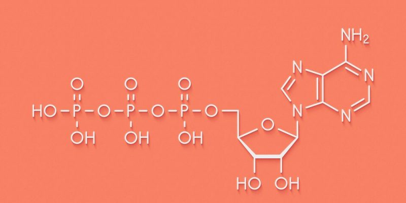 ATP - Concepto, funciones e importancia