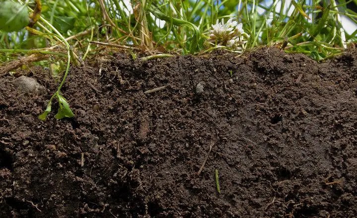 ¿Qué es Humus? » Su Definición y Significado [2019]