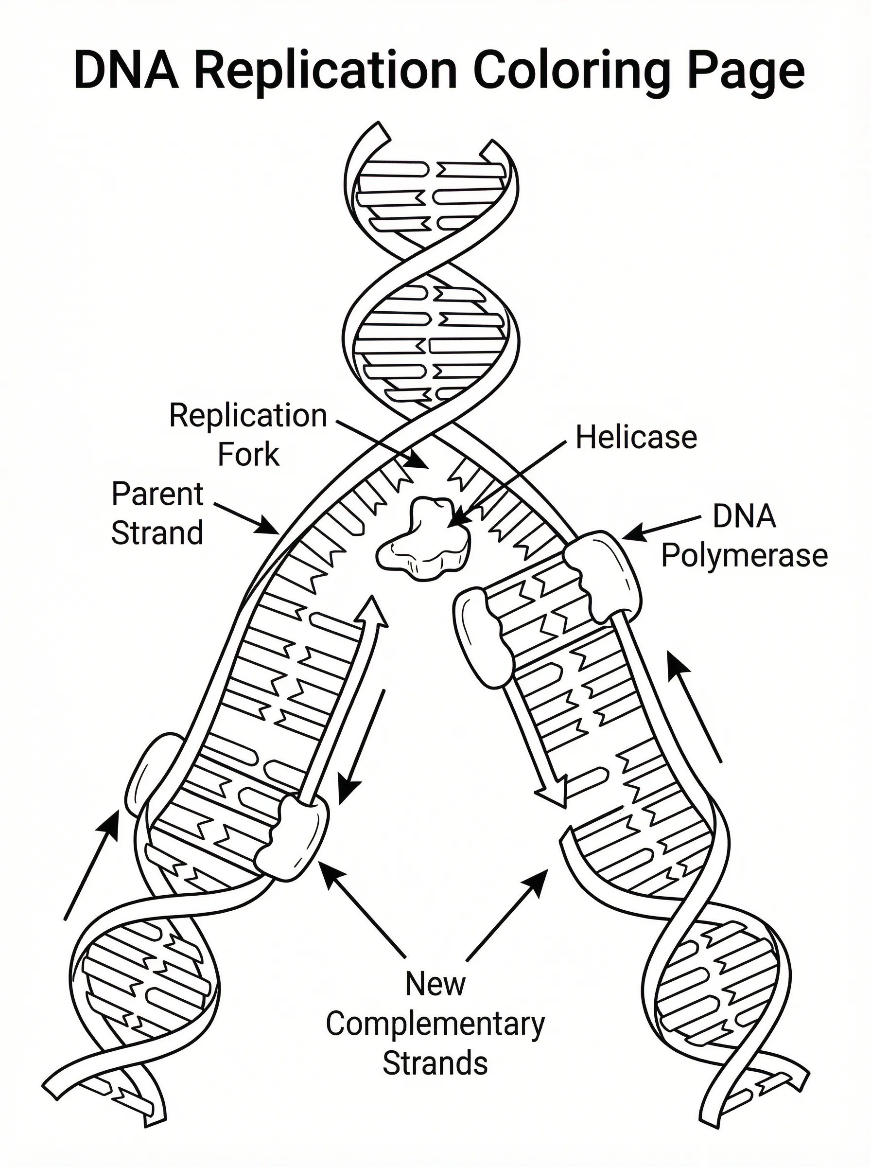 Free DNA Coloring Pages Double Helix Worksheets for Biology Class(04)