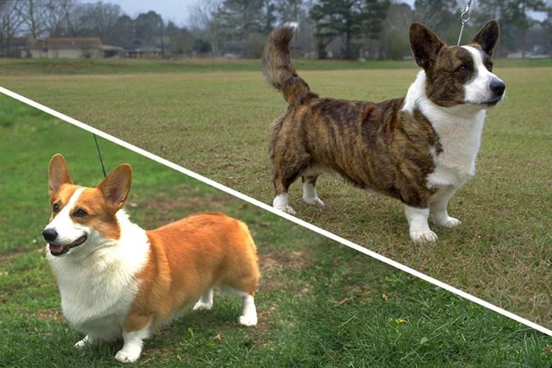 Cardigan Welsh vs Pembroke Welsh fight comparison