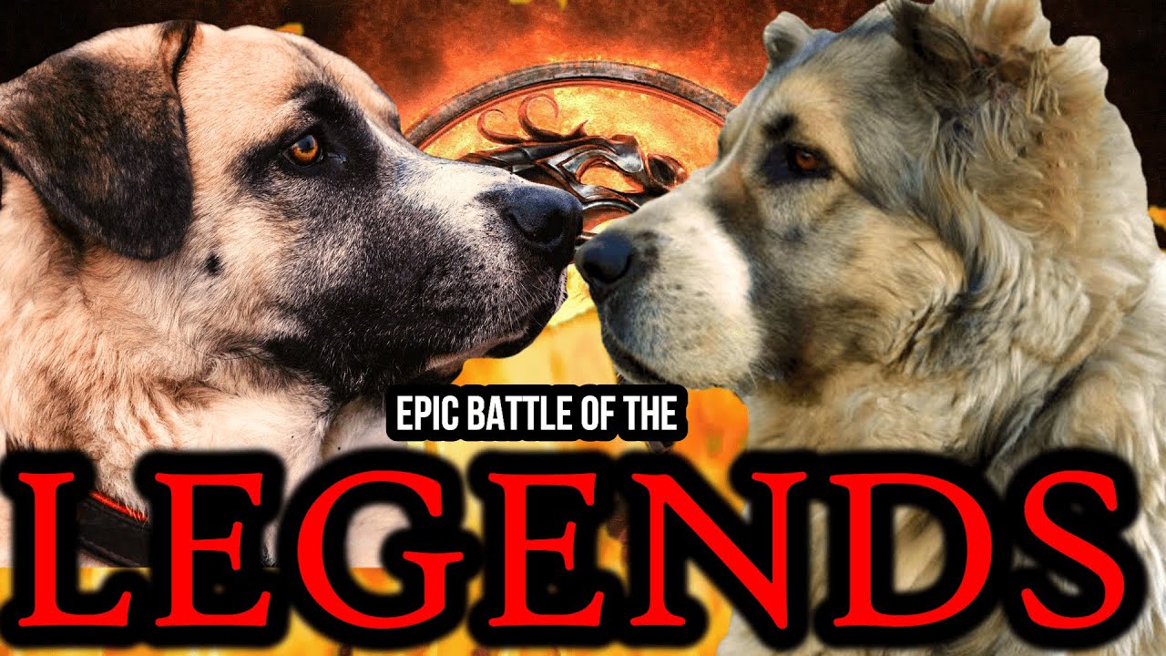 Tibetan Mastiff vs Kangal fight comparison & difference