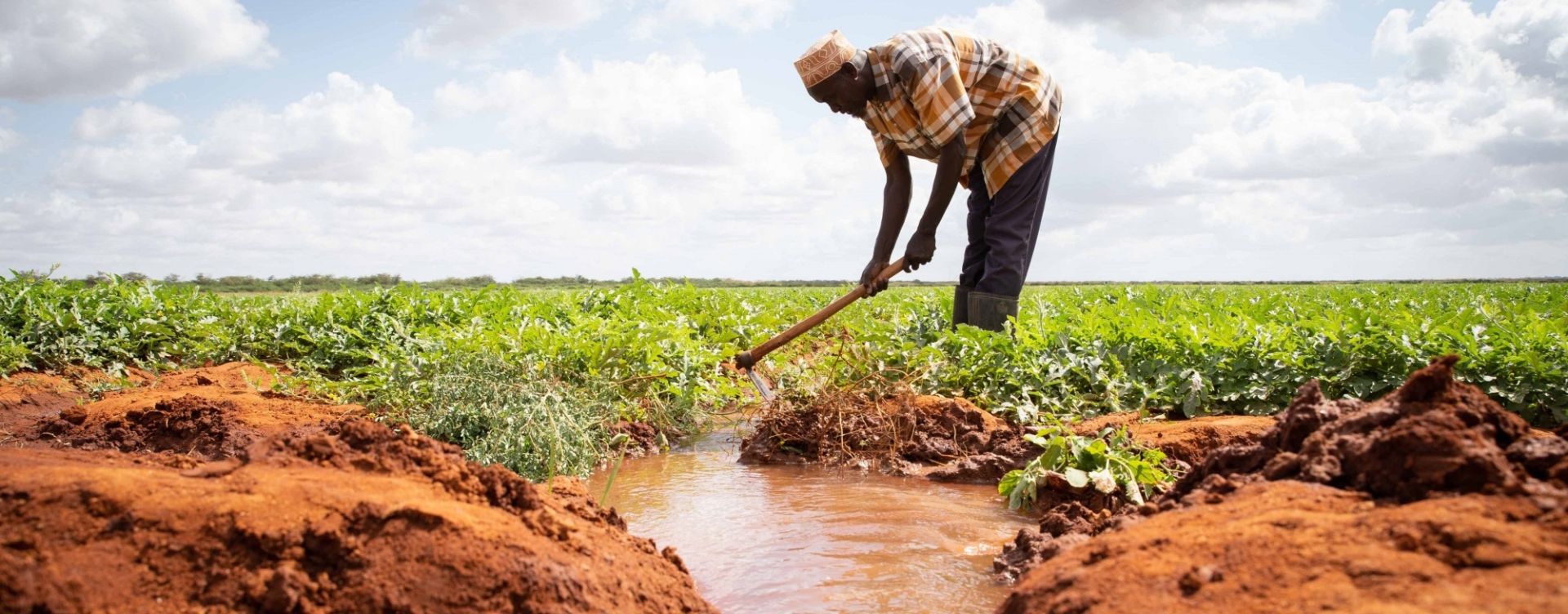 How a simple irrigation system can help the fight against hunger