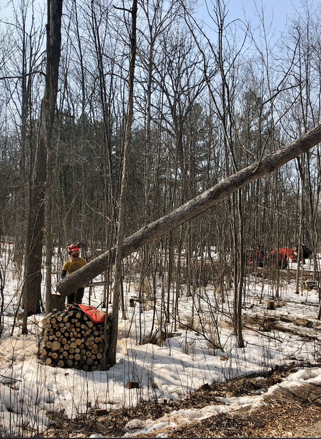 Gallery Concord Tree Service