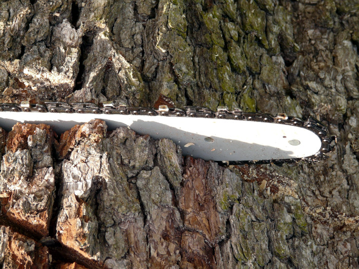 Tree Removal Tree Trimming Stump Grinding Midland, MI Concord Tree Service