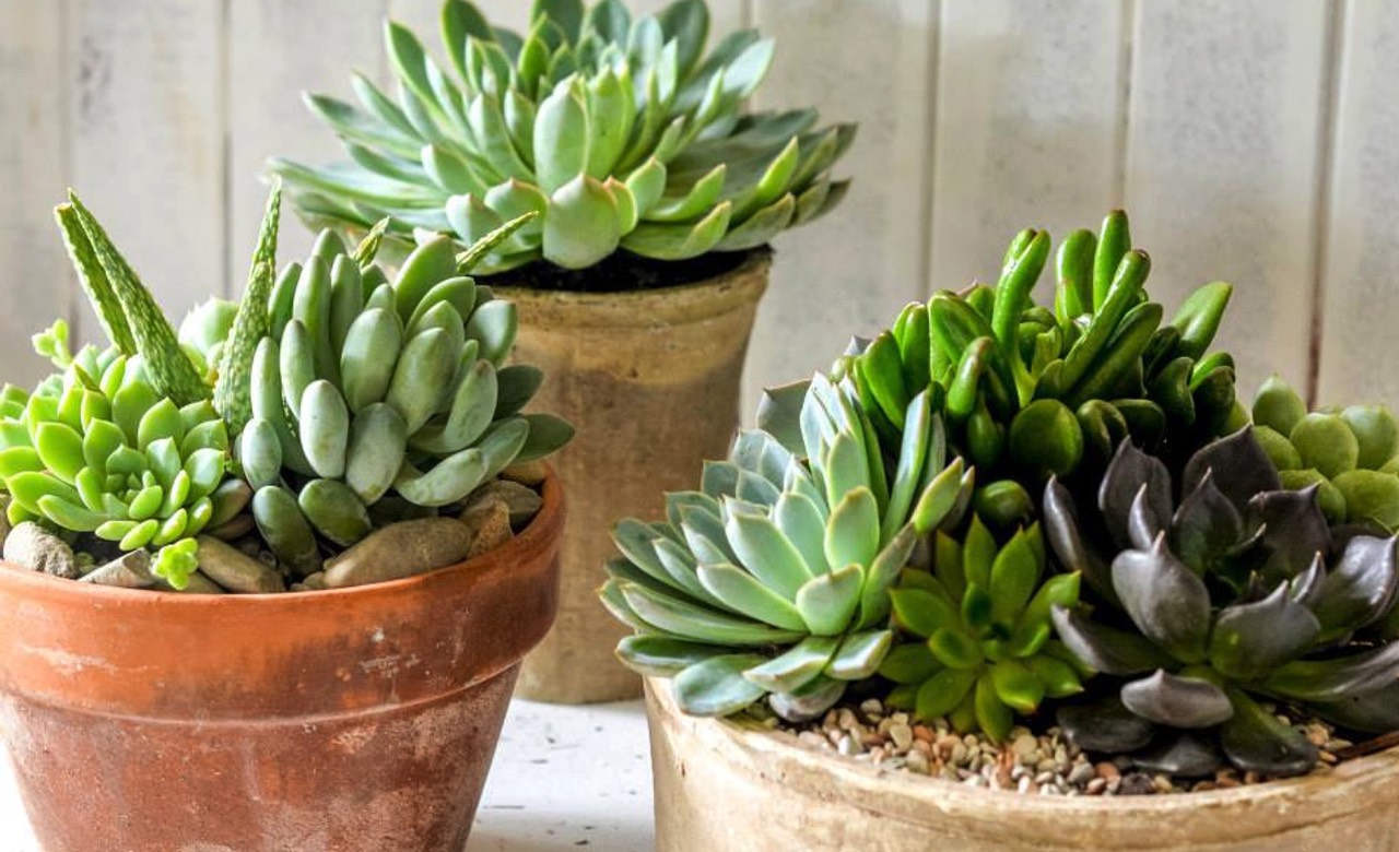 The Best Places to Buy Plants in Sydney