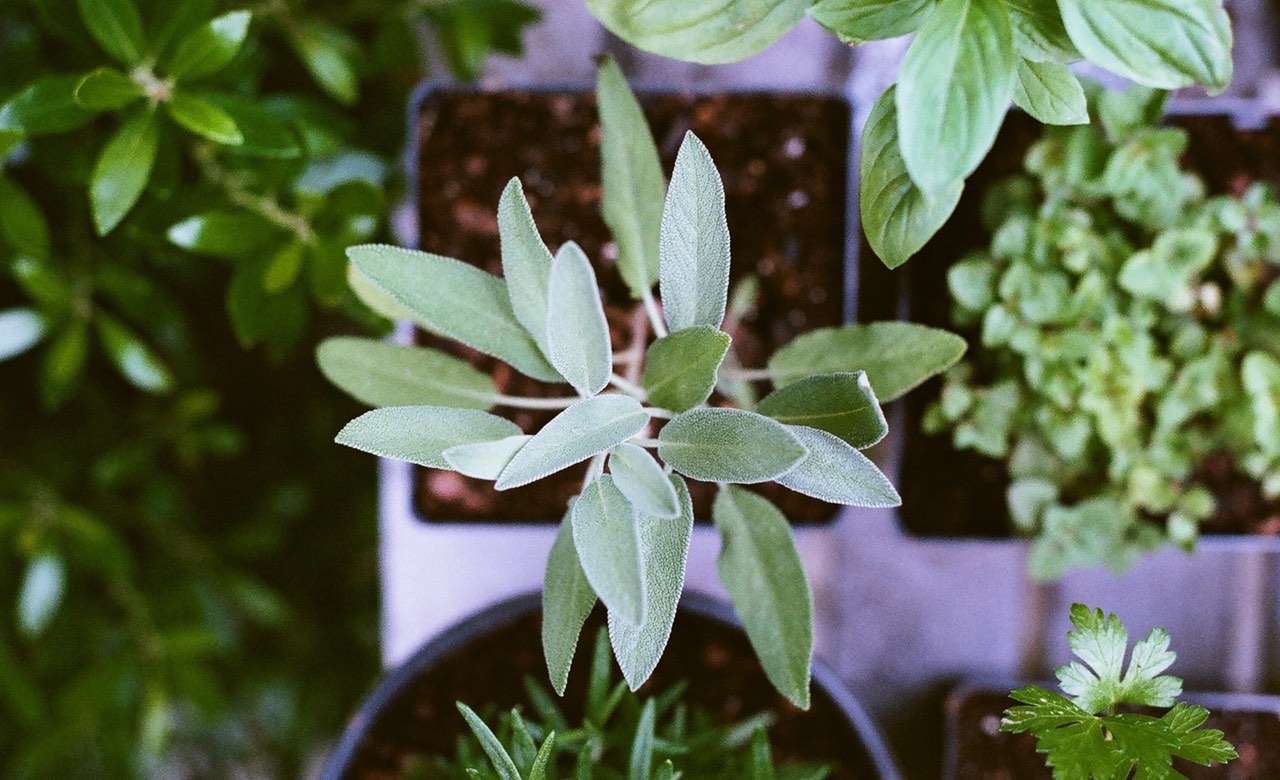 The Best Places to Buy Plants in Sydney