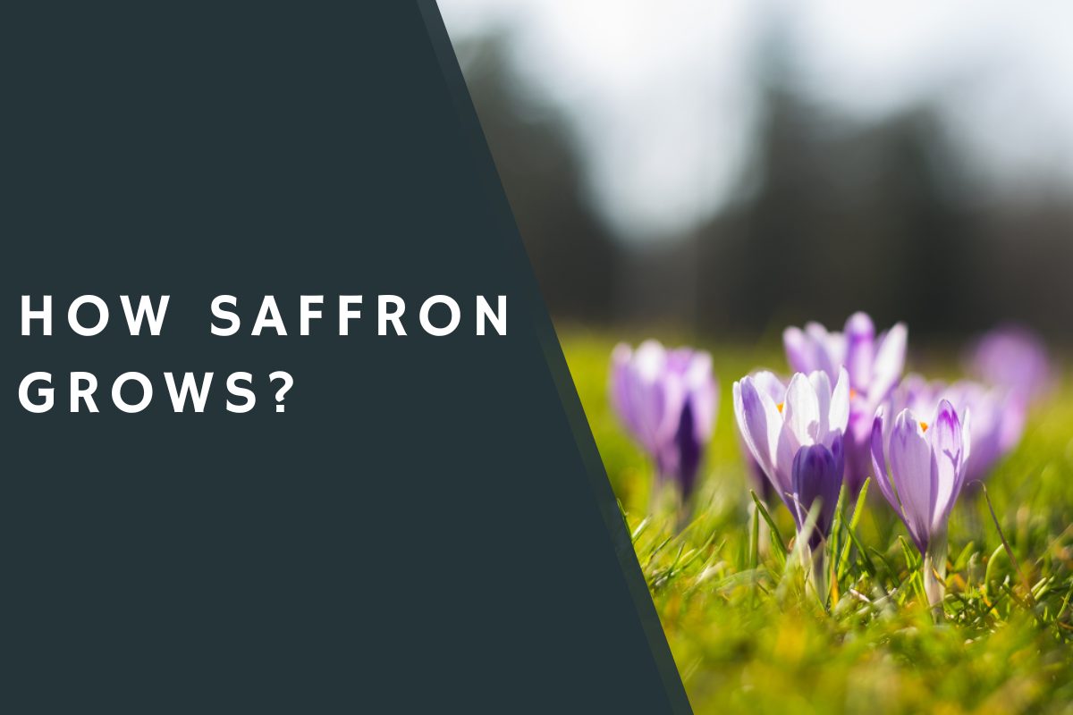 How Saffron Grows? CondimentBucket