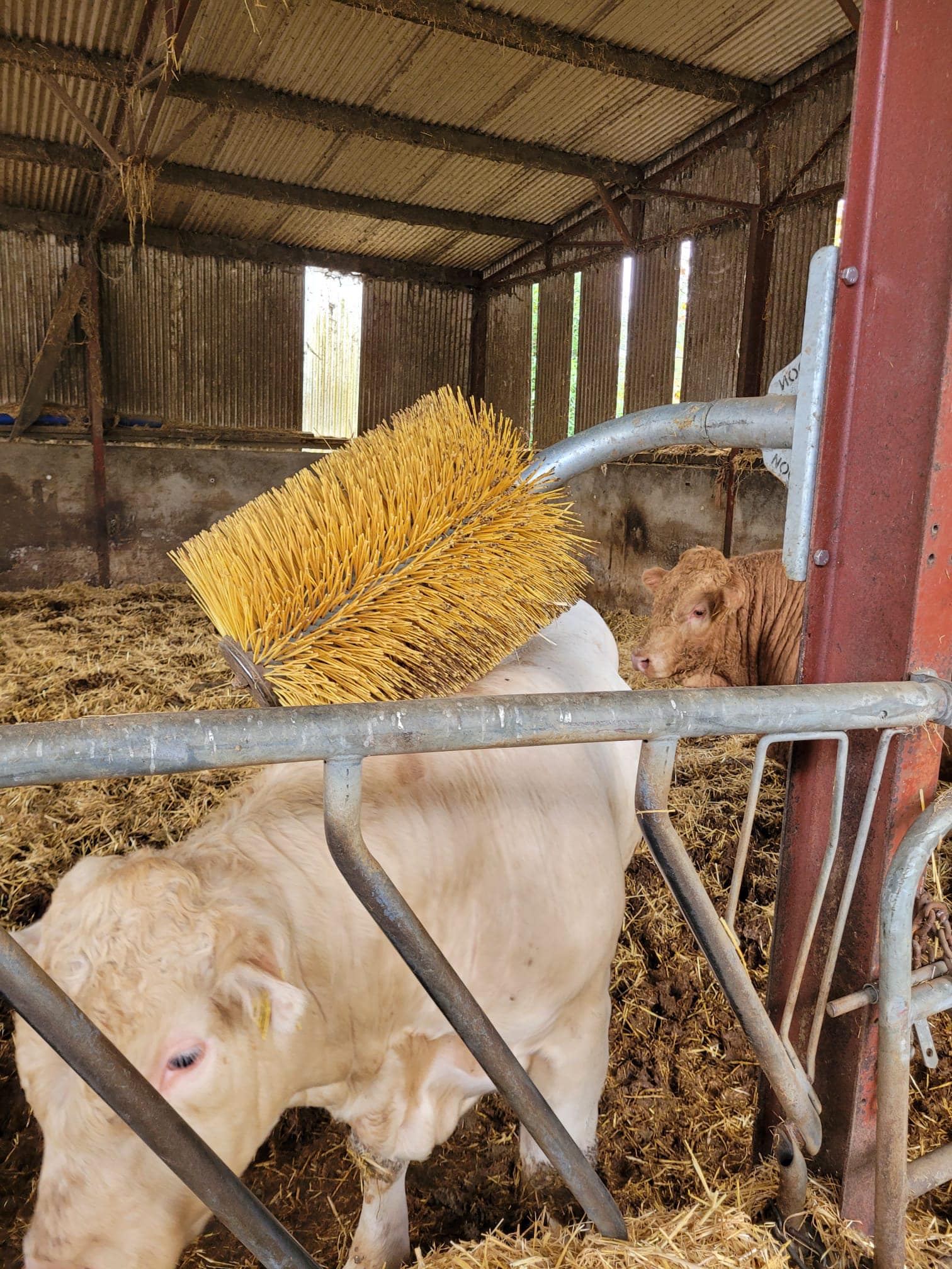 Swinging Cow Brush Cow Brushes
