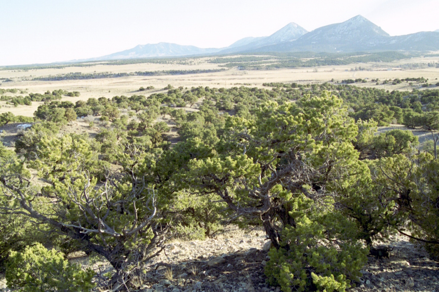 75 Acres Magnificent Southern Colorado Land For Sale By Owner
