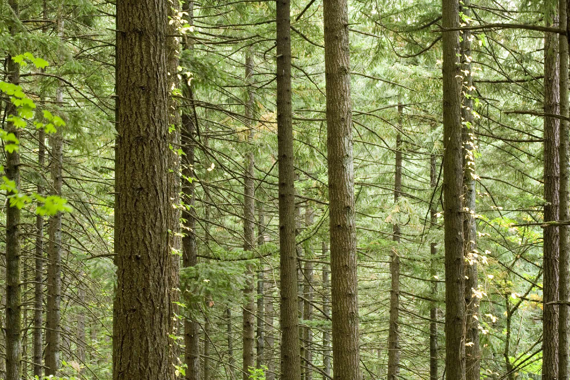 Beachfront 3 Bedroom Vacation Rental Condo in Tamarindo, Costa Rica
