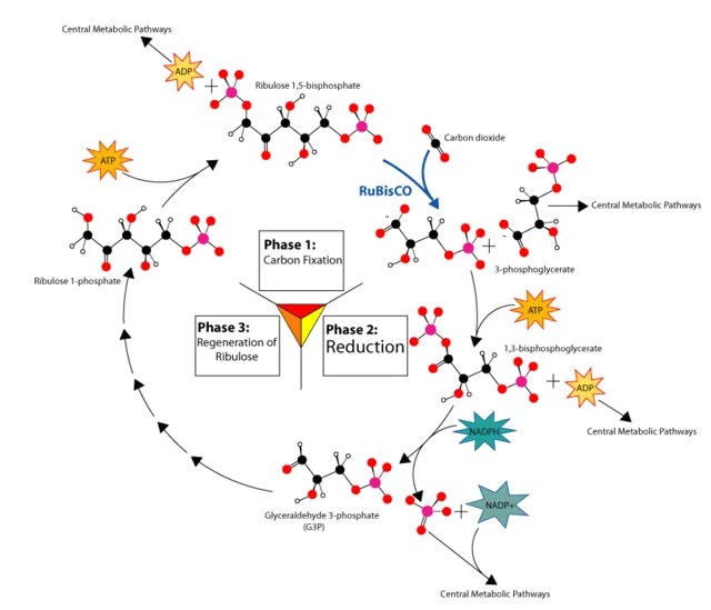 The Calvin Cycle (AKA LightIndependent Reactions)