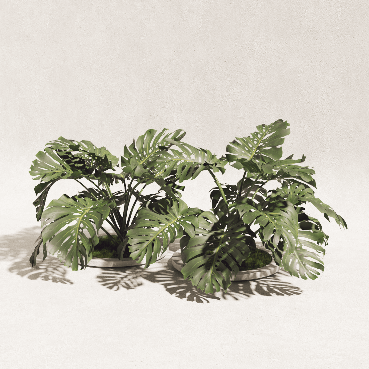 Monstera.3 - Conecta 3D Models