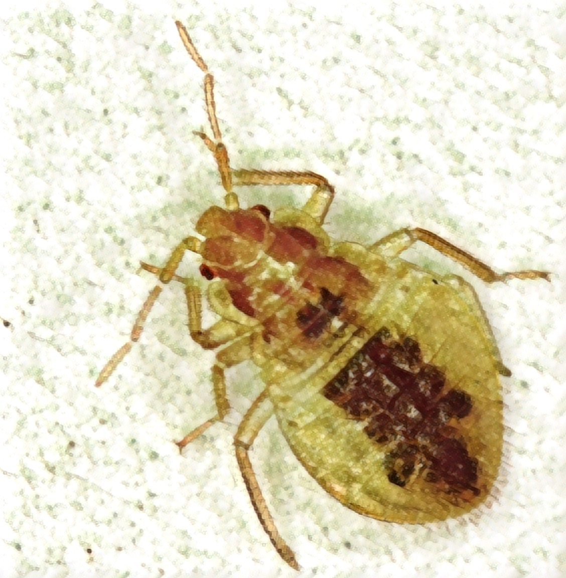 drugs and bugs and weapons (oh my) Confessions of a Banshee