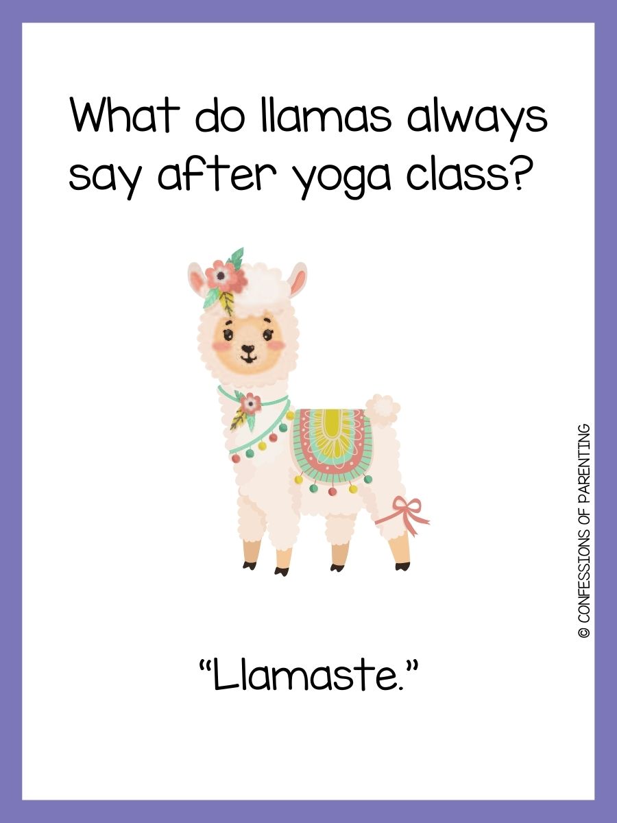 150 Best Llama Puns That Are LlAmazing