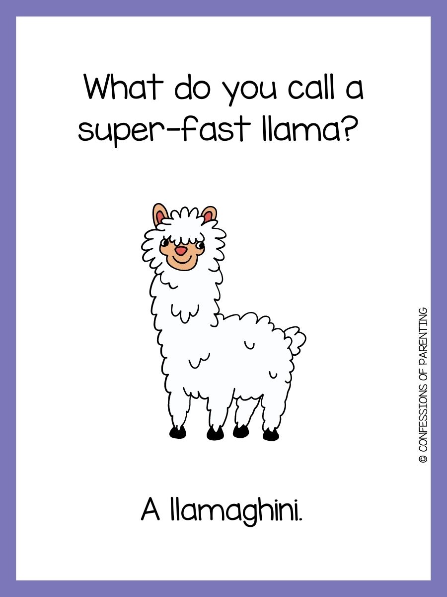150 Best Llama Puns That Are LlAmazing