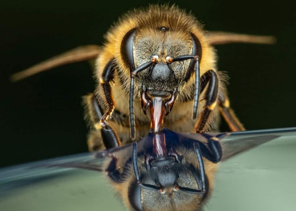 When a Bee Appears In Your Dream, What Does It Mean?