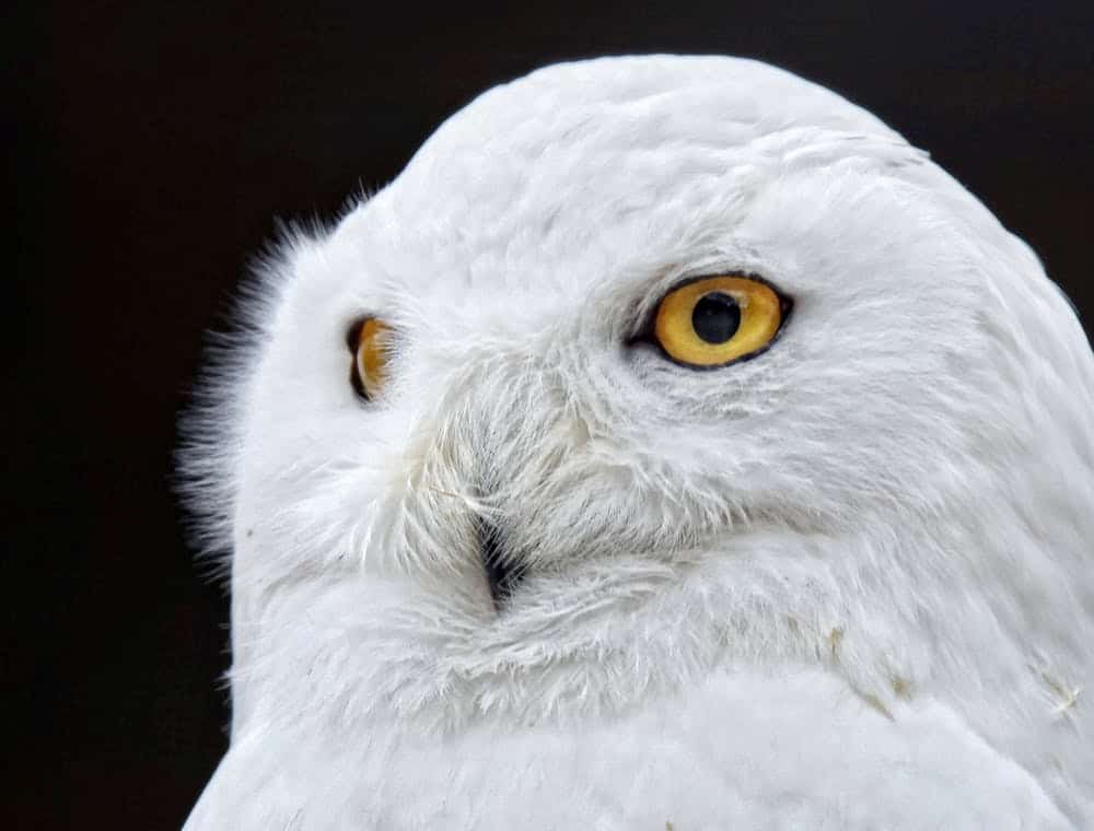 What Does It Mean To See A White Owl Spiritually?