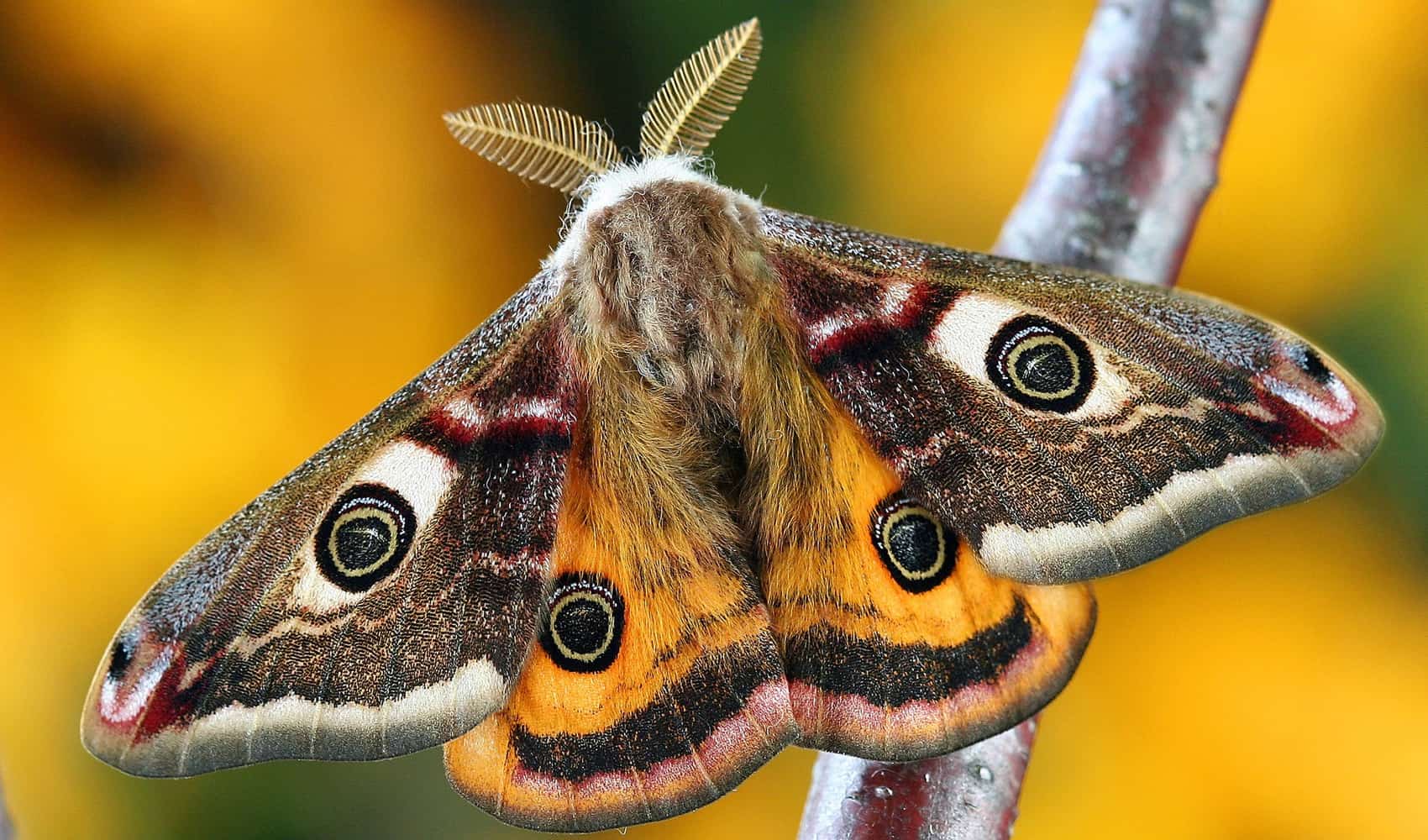 Moth Symbolism and spiritual significance