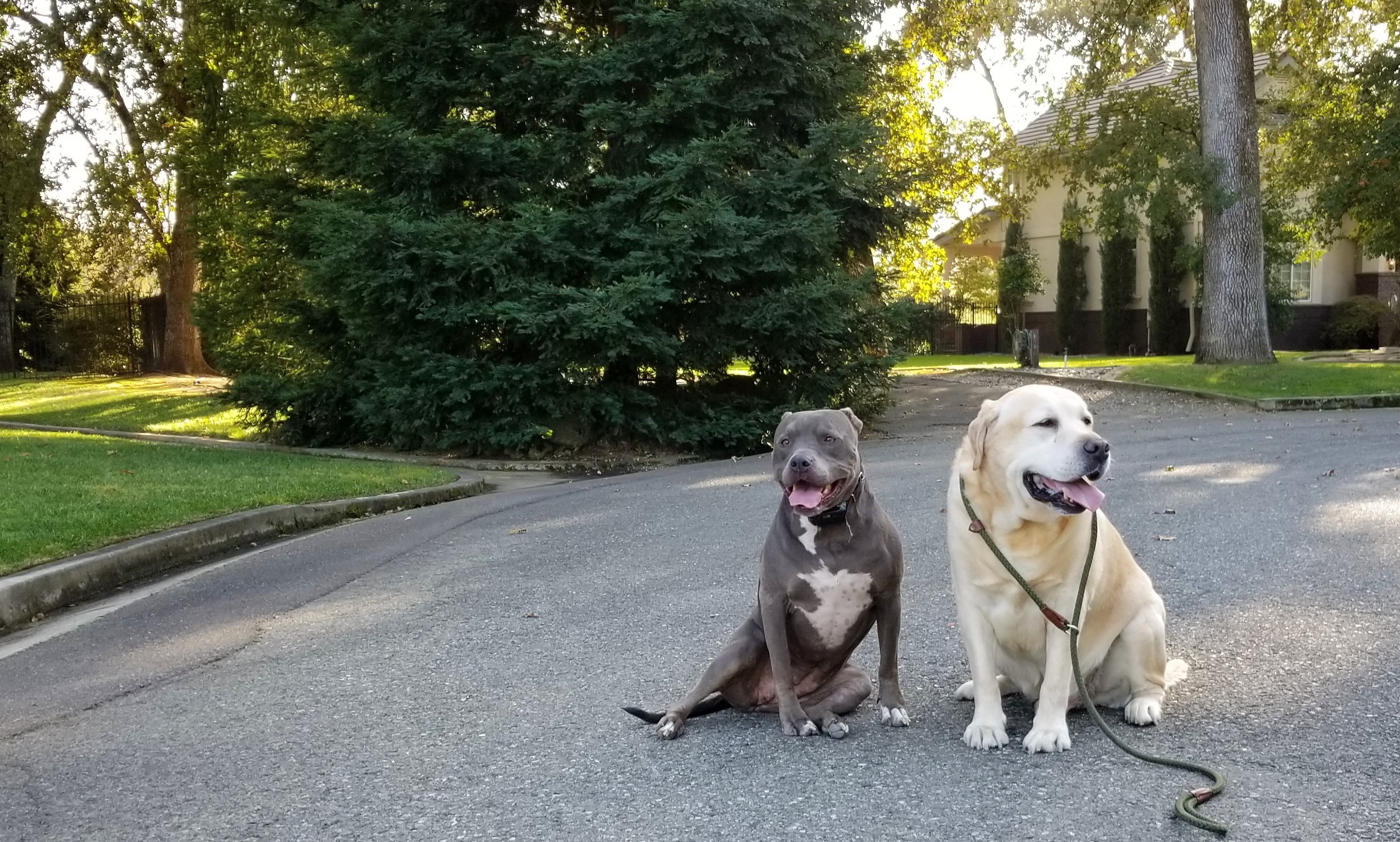 FAQ Dog Trainer, Redding, CA Confident K9 Training Dog Trainer