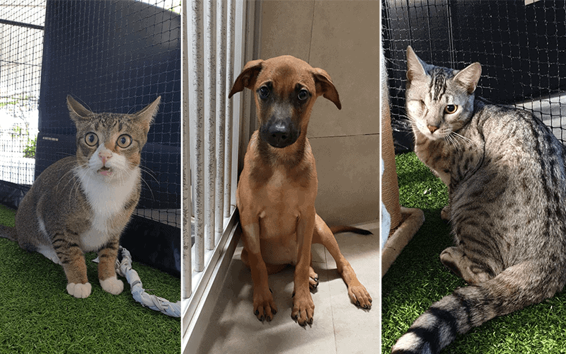 SPCA accepts walkins for adoption services again from 1 March