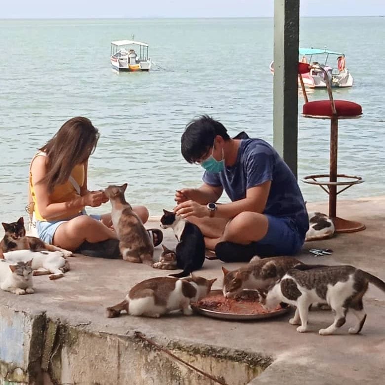 Cat Beach Sanctuary lets you catch the sunset with hundreds of adorable kitties, catcaring