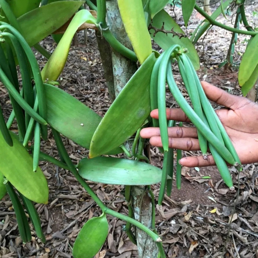 This Is What Vanilla Bean Farming Looks Like Confluence Farms