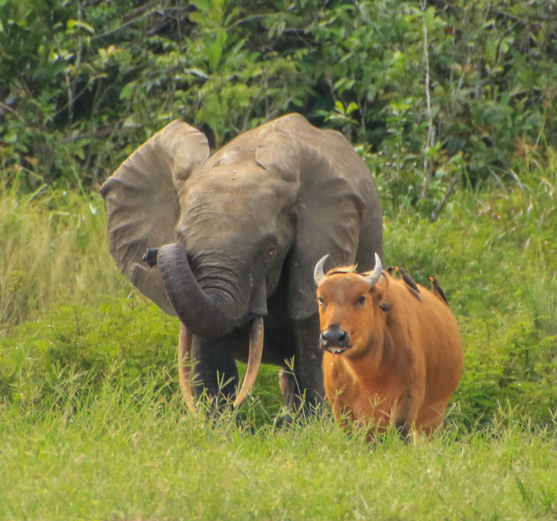 L’Eléphant de Forêt Congo Conservation Company