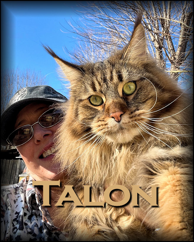Breeding Maine Coon Stud Cats of Congocoon Cattery