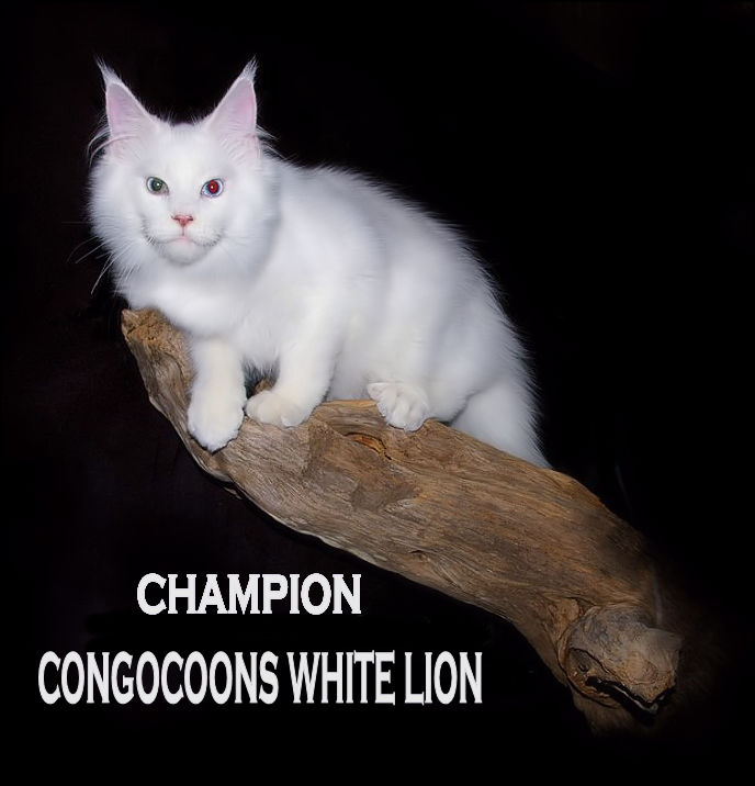 maine coon kittens for sale