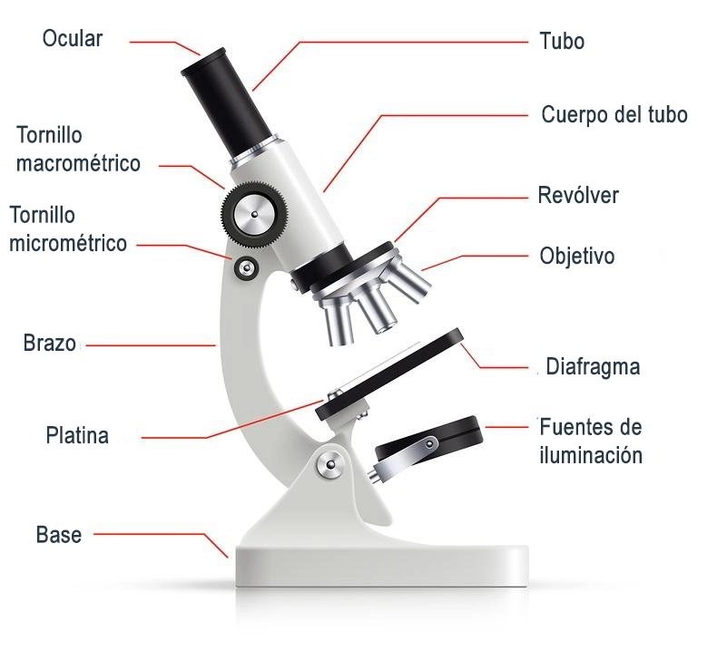 El microscopio a través de la Historia II Congreso Virtual SICEPA
