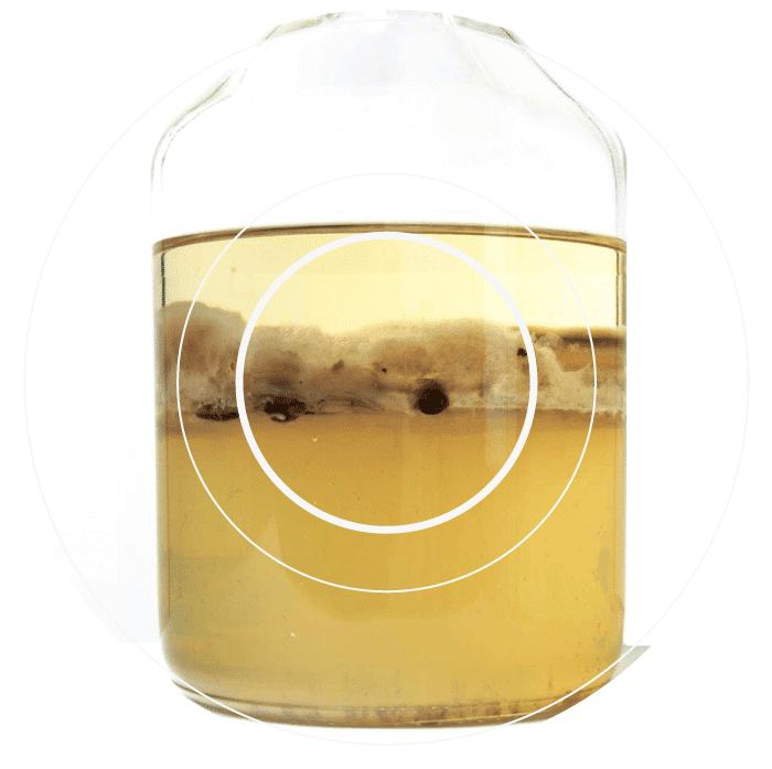 Fuel Contamination Conidia Bioscience