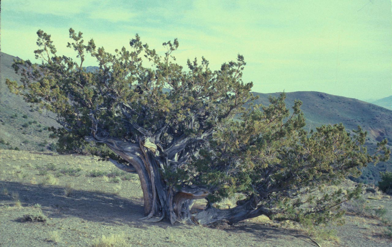 Juniperus occidentalis (western juniper) description