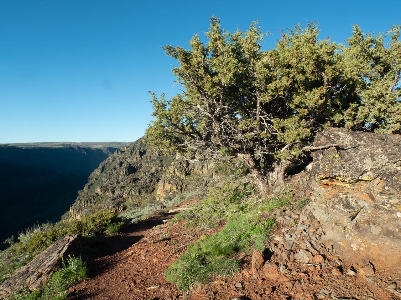 Juniperus occidentalis (western juniper) description