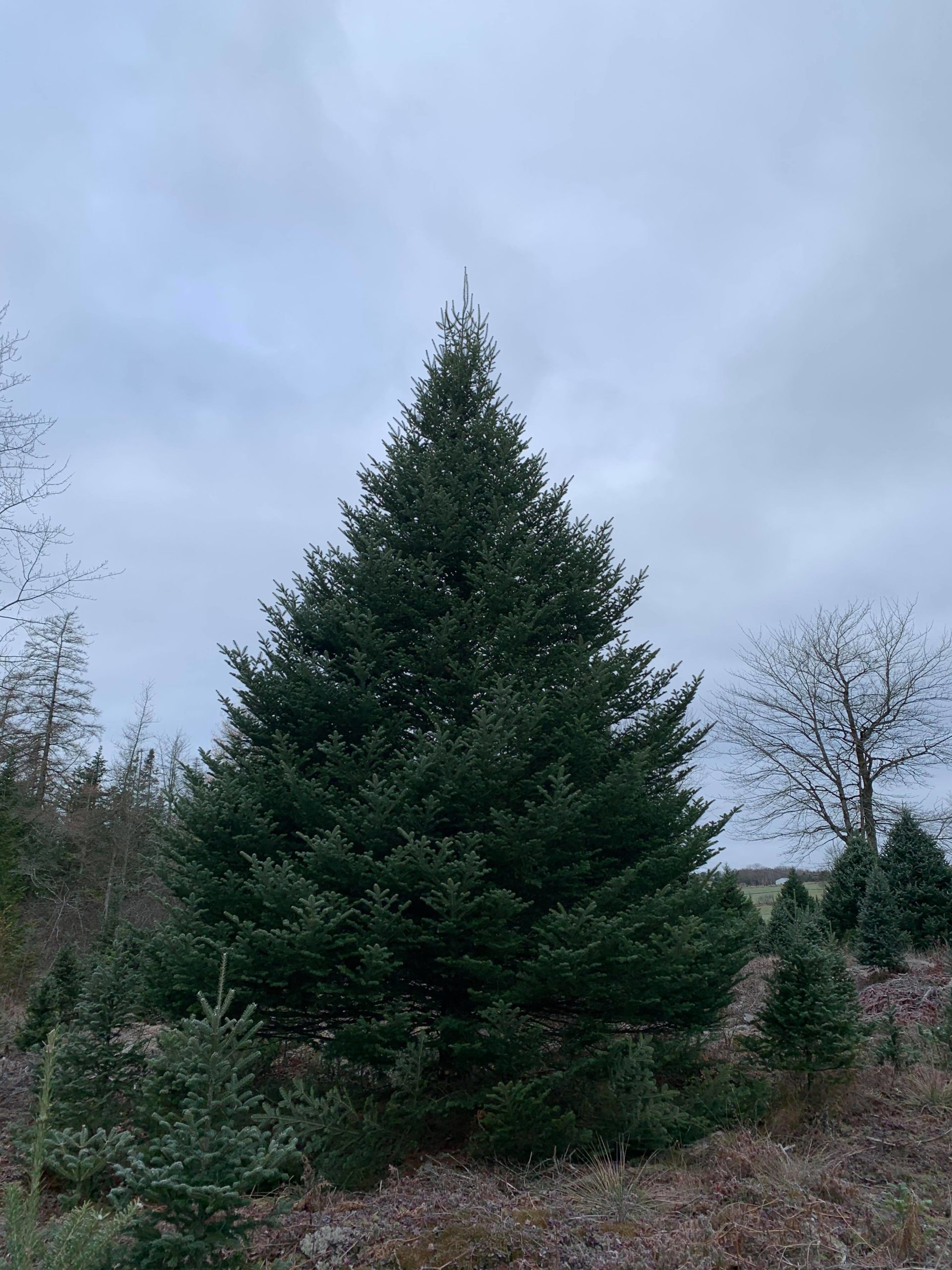 Holiday Cheer From Canada Embassy of Canada's Annual Holiday Tree