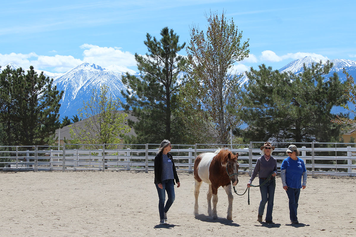 Training Institute Programs Connected Horse