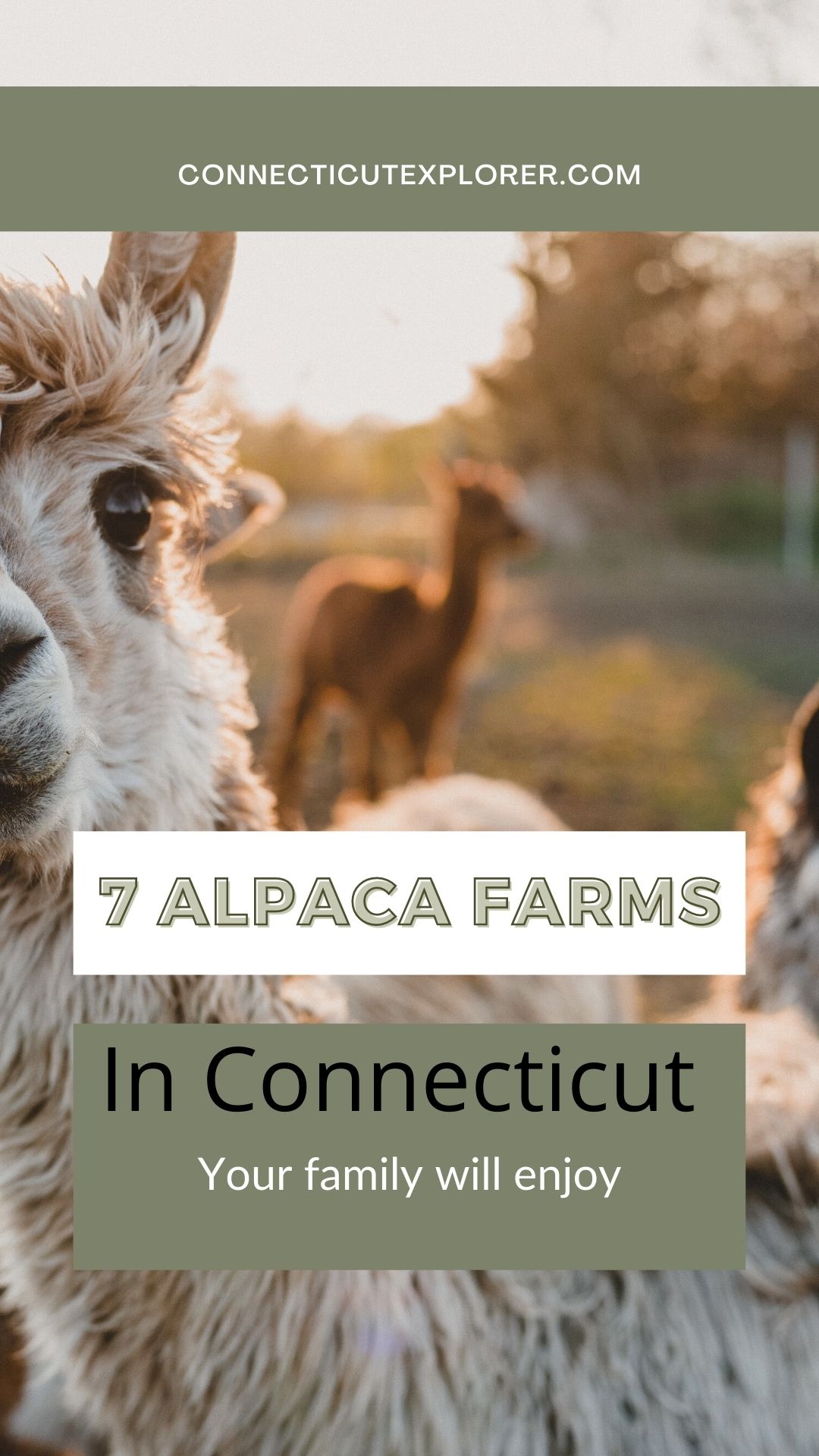 7 Fun Alpaca Farms in Connecticut to Visit with your Kids The