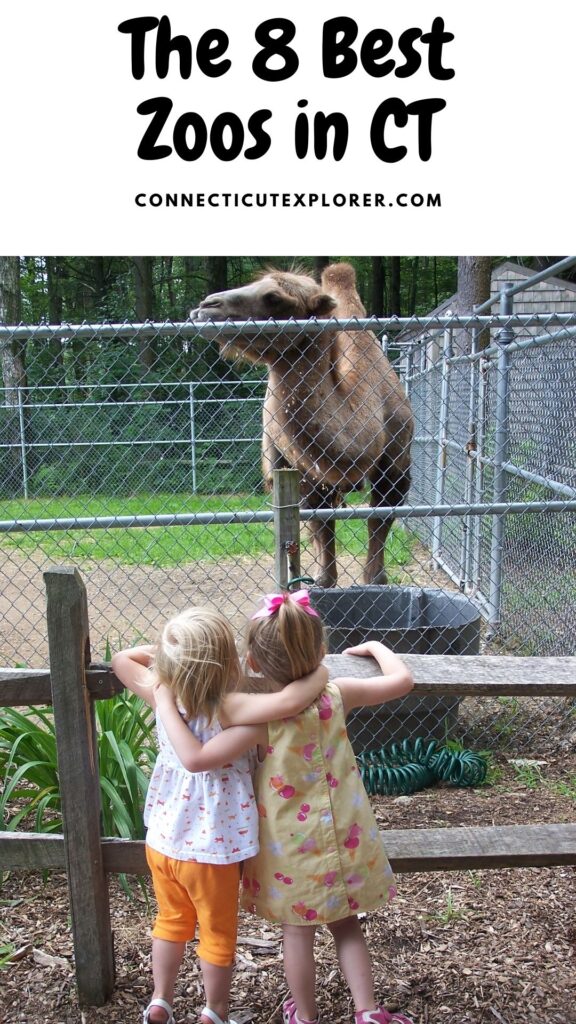 9 Zoos in Connecticut Your Kids Will Love! The Connecticut Explorer
