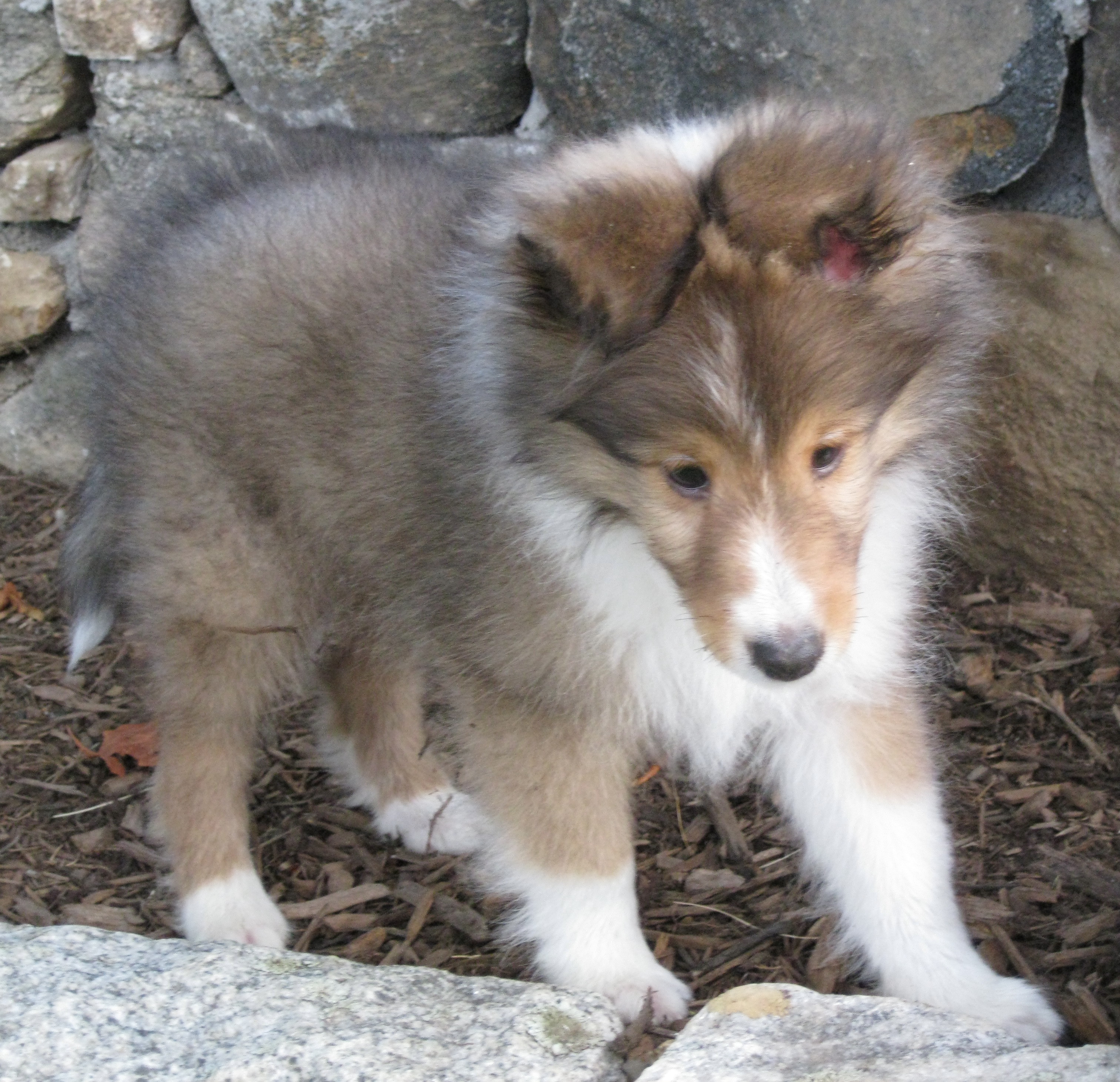 Home Raised Sheltie Puppies For