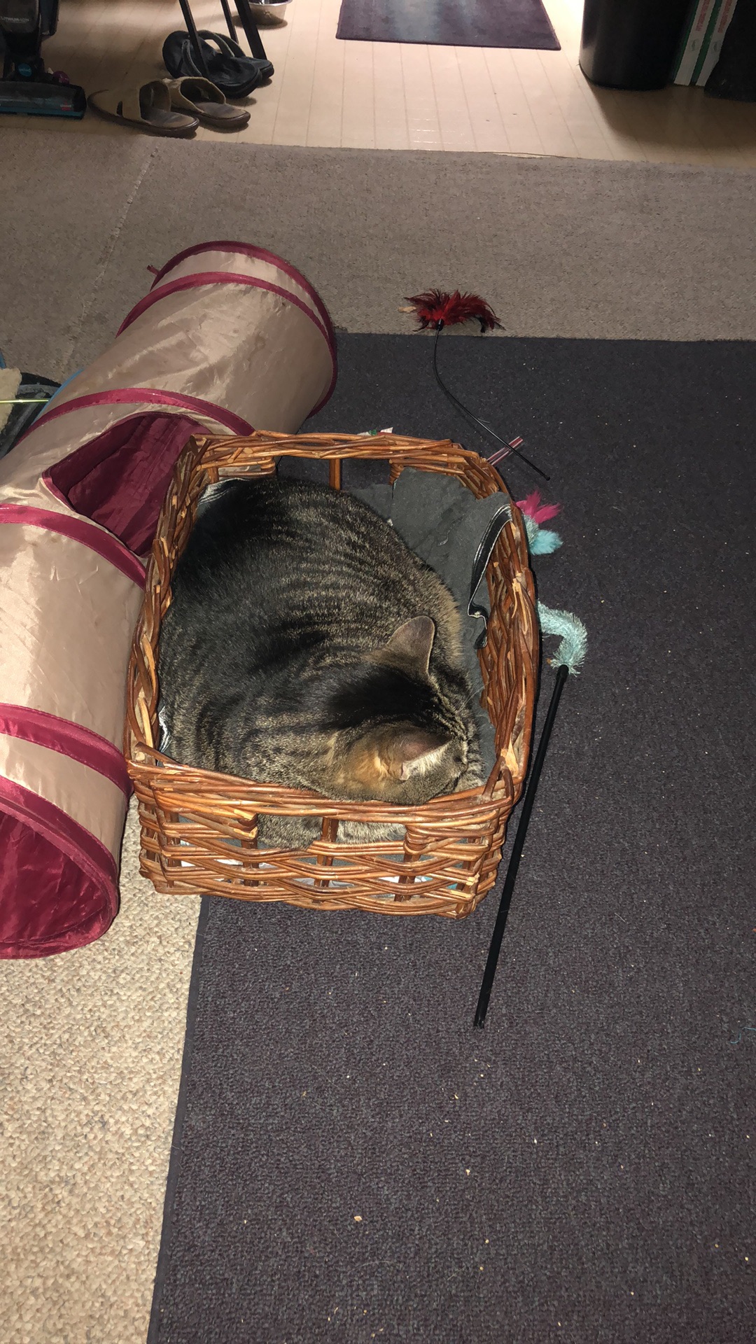 Grieving Cat Gets "Memory Basket" After Mom's Death Connecting Directors