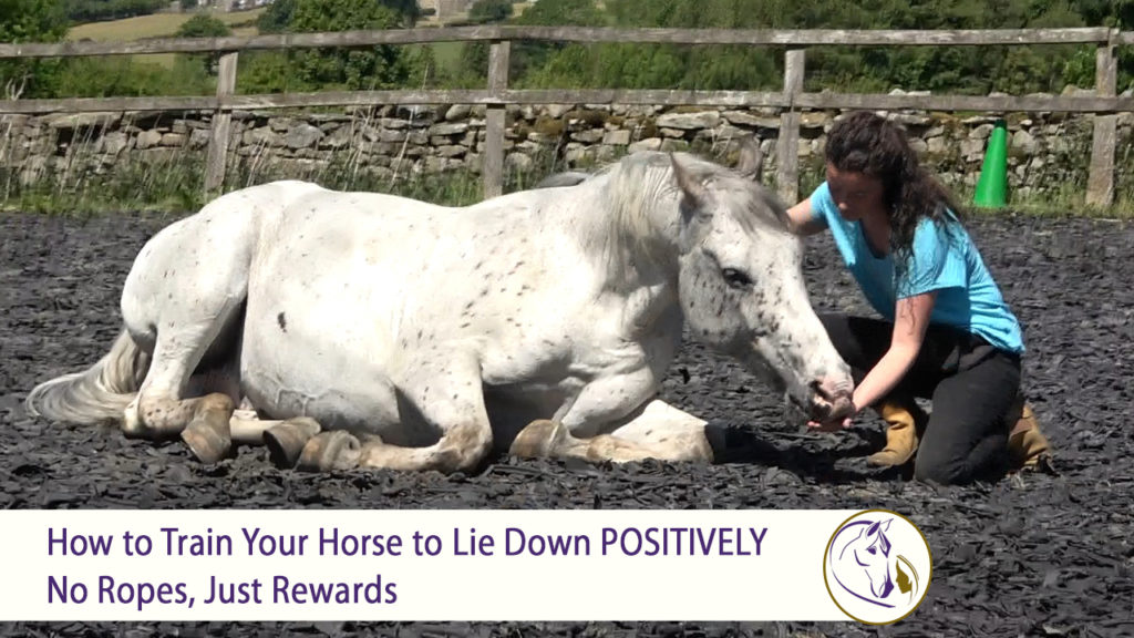 How to Train Your Horse to Lie Down POSITIVELY No Ropes, Just Rewards