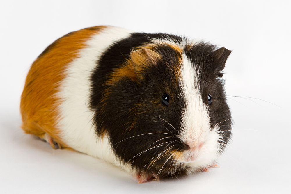 My ambiguous guinea pig Website copywriter NY, NJ, PA, CA Connect