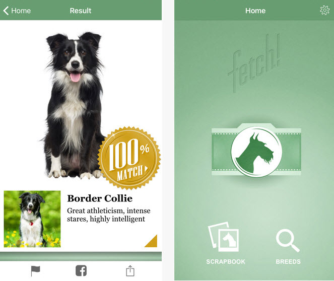Fetch identify and classify dogs by breeds [iOS]