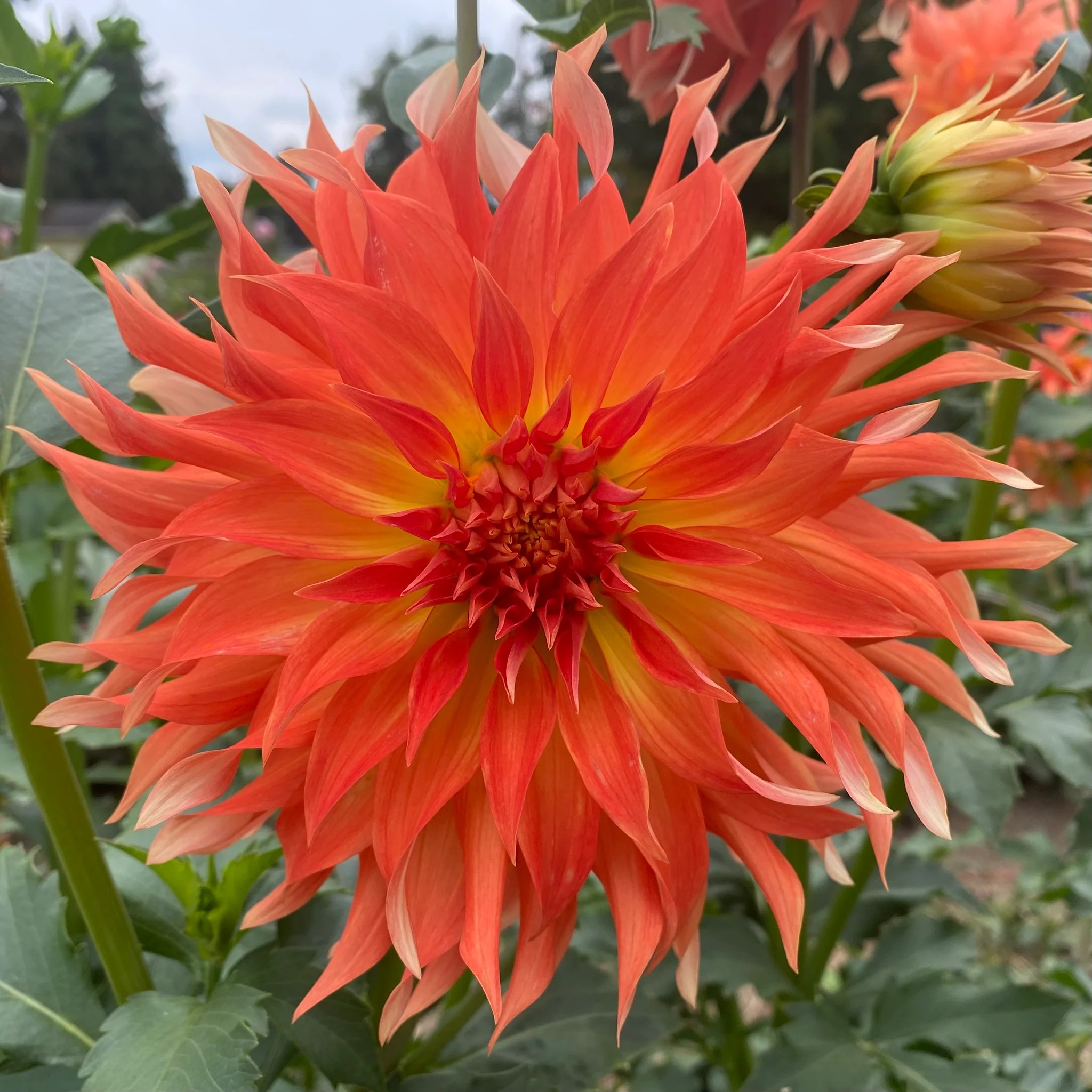 Josephine Mae Connell's Dahlias