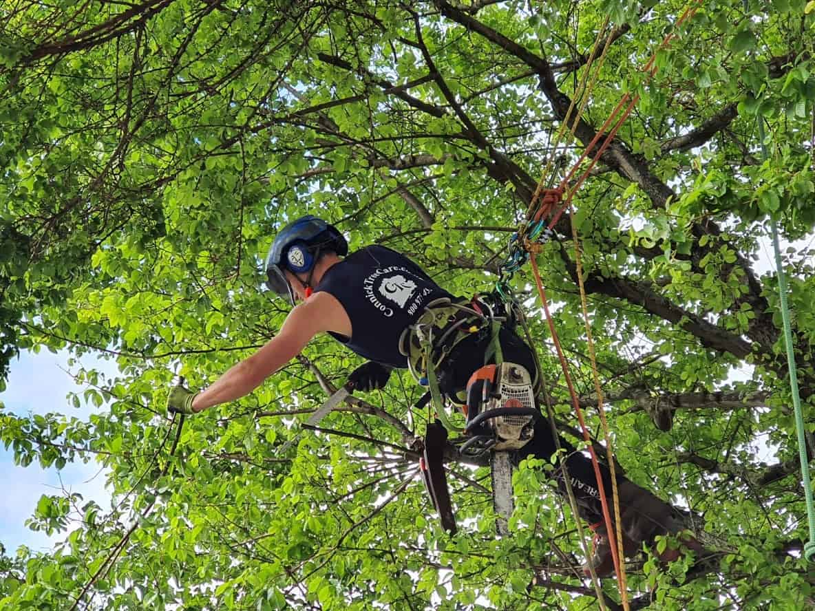 Tree Maintenance Connick Tree Care