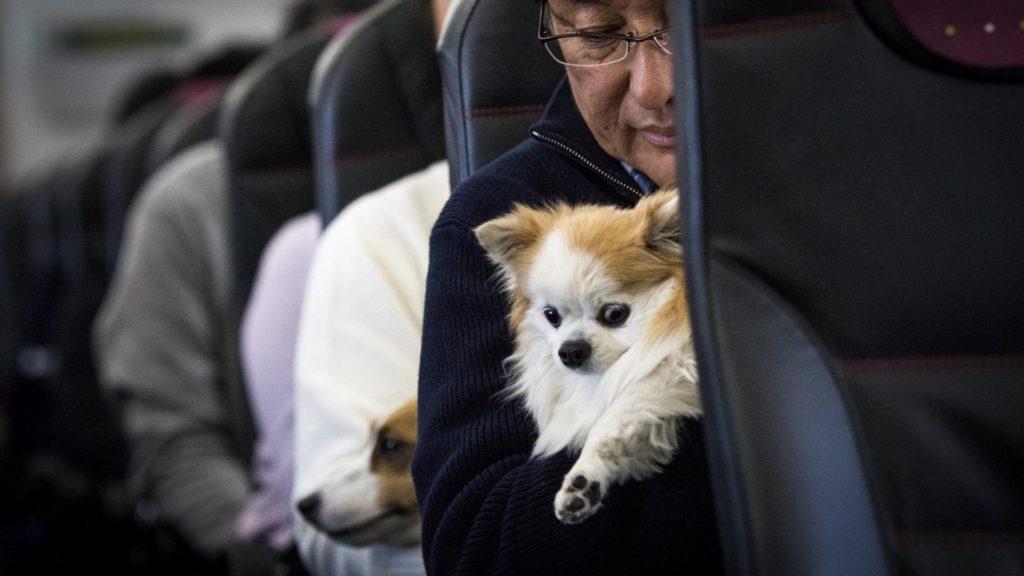 Viajar con perros en la cabina del avión ahora es posible, y la